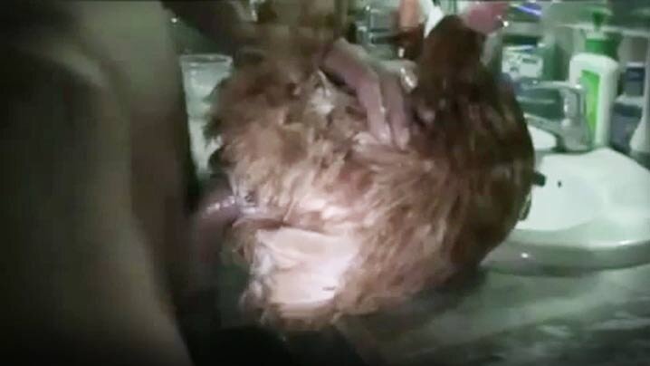 DJJJ016 女王沦陷！真红华被巨根爆操到失禁 凄绝暴虐狂干 屈辱痉挛高潮喷水